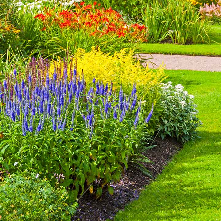 Assorted Perennials in a garden bed, with green grass in the foreground and path at the back