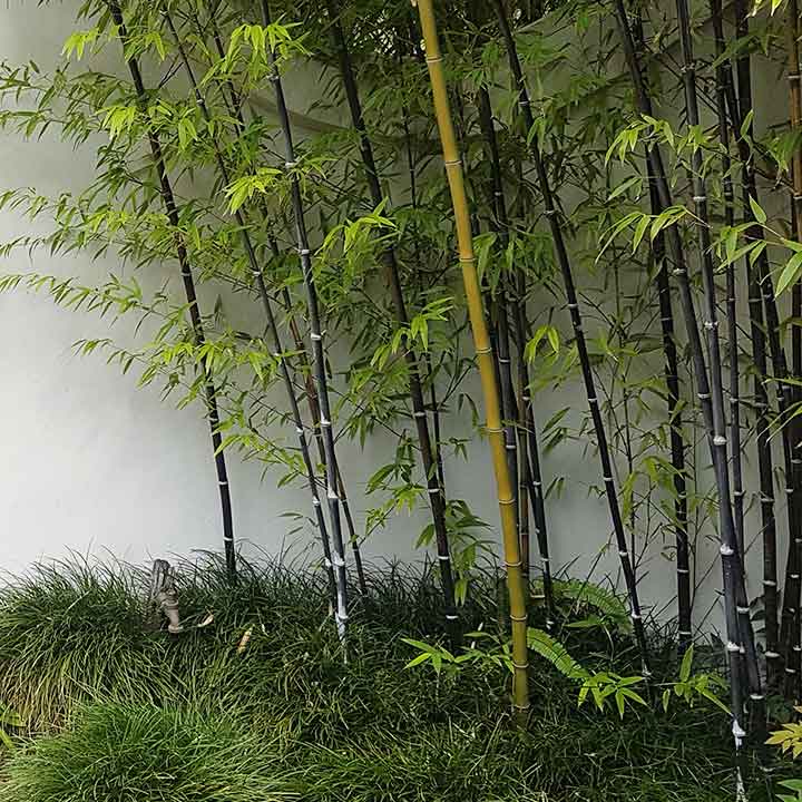 Japanese inspired garden with bamboo and grass