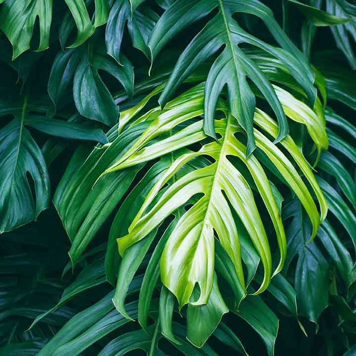 close up of tropical, green foliage