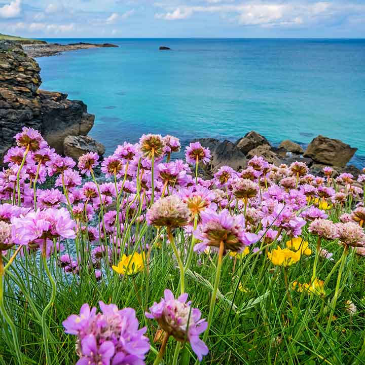 the sea, rocks on the left side with purple and yellow daisy-like flowers in the foreground