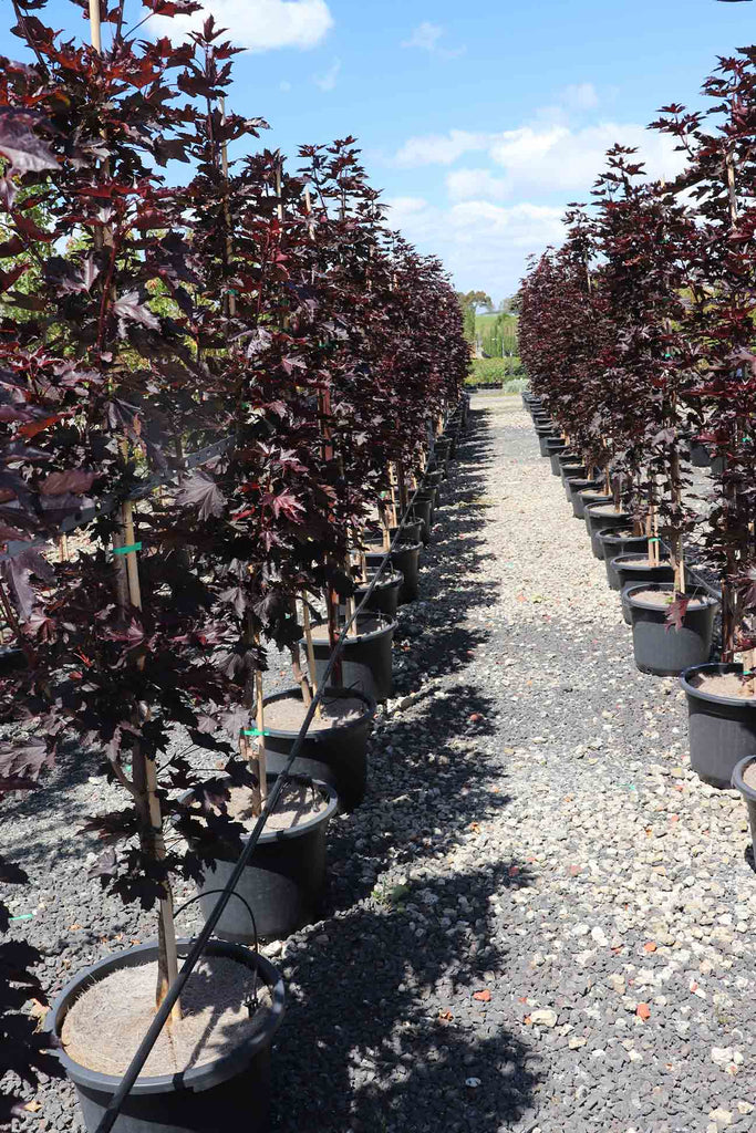 A group of Acer platanoides Crimson Sentry in 40cm pots