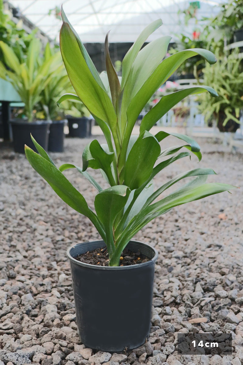 Cordyline fruticosa 'Glauca' – Dinsan Nursery