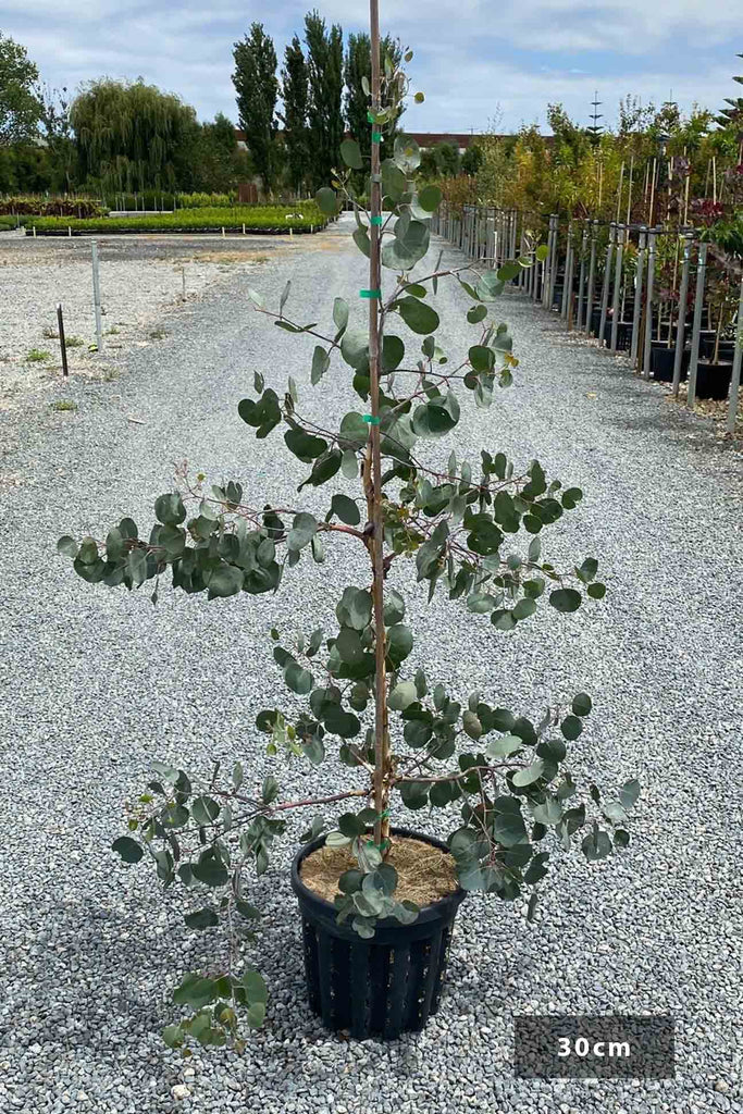 Eucalyptus polyanthemos in a 30cm black pot