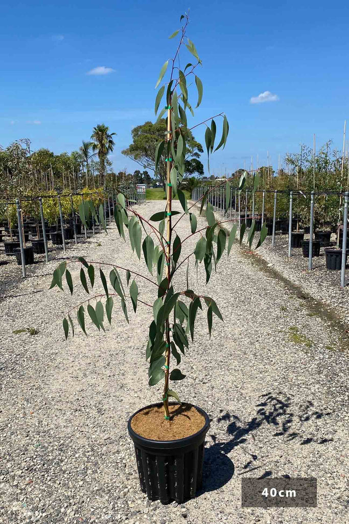 Eucalyptus pauciflora in a 40cm black pot