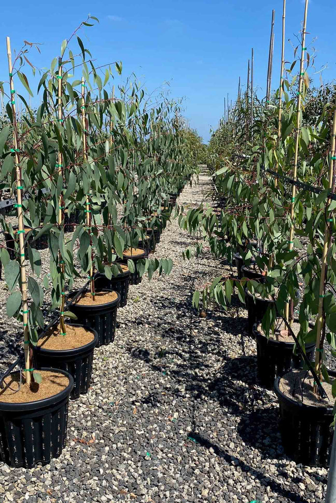 A group of Eucalyptus pauciflora in 40cm pots