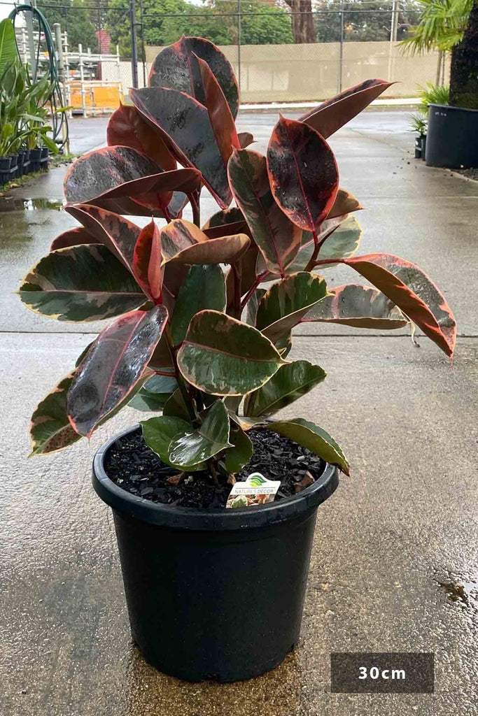 Ficus elastica 'Tineke Ruby' in a 30cm black pot
