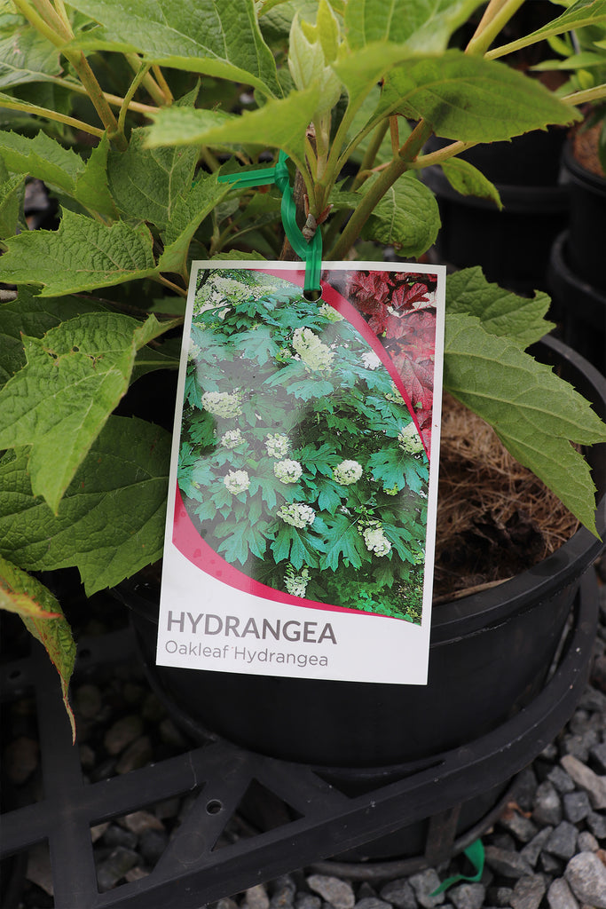 Hydrangea quercifolia label