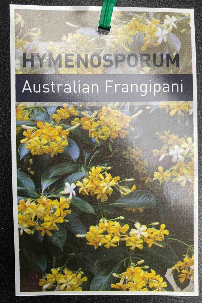 Hymenosporum flavum plant label