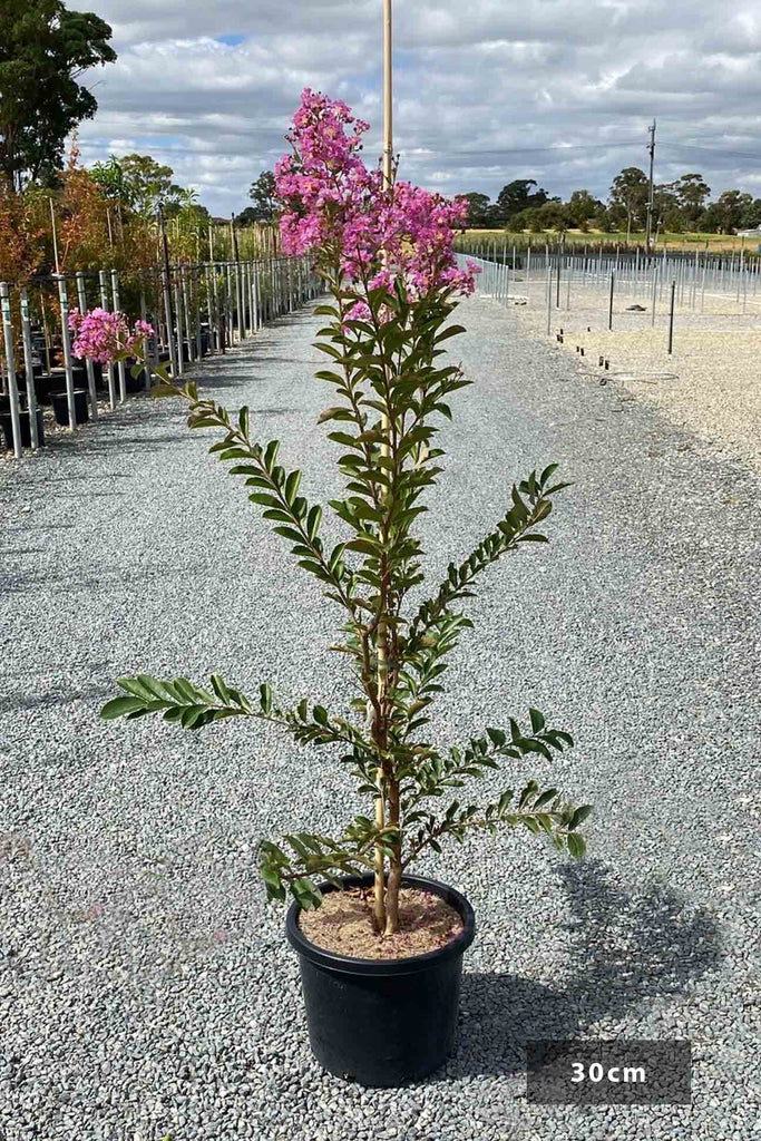 Lagerstroemia indica Lipan in a 30cm black pot