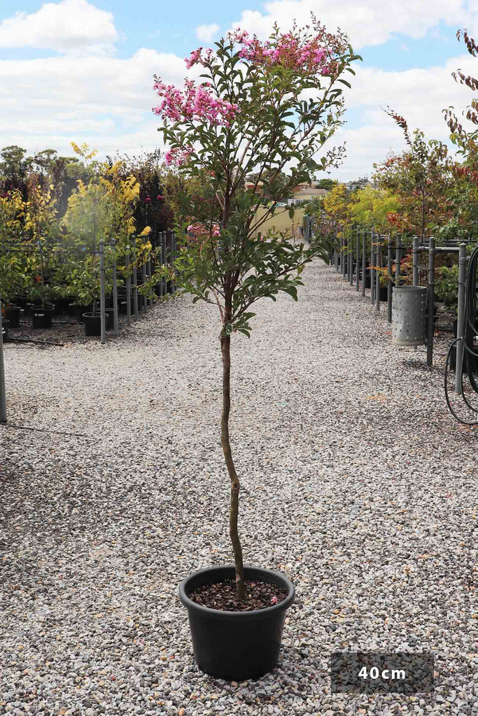 Lagerstroemia indica Lipan in a 40cm black pot