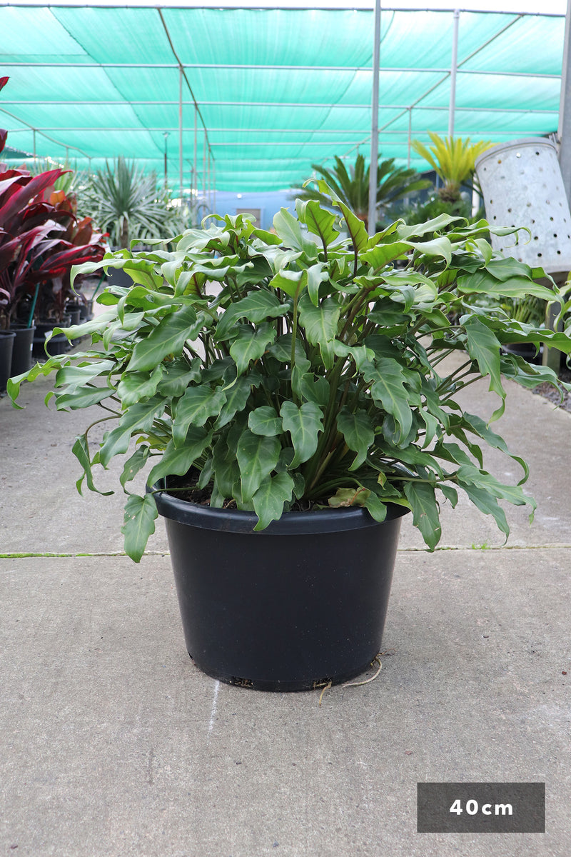 philodendron xanadu pot Philodendron selloum 'Xanadu' – Dinsan Nursery