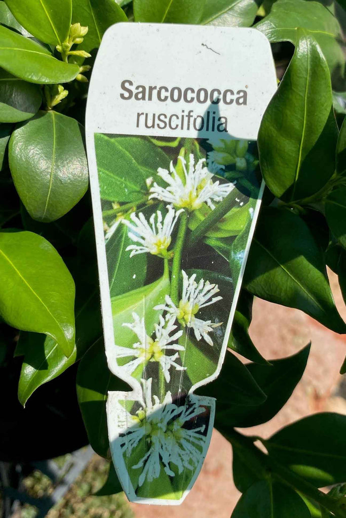 Sarcococca ruscifolia label.