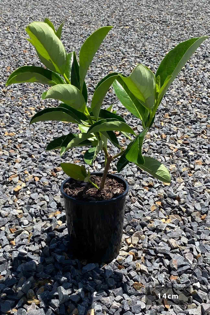 Viburnum odoratissimum Quick Fence in a 14cm black pot.