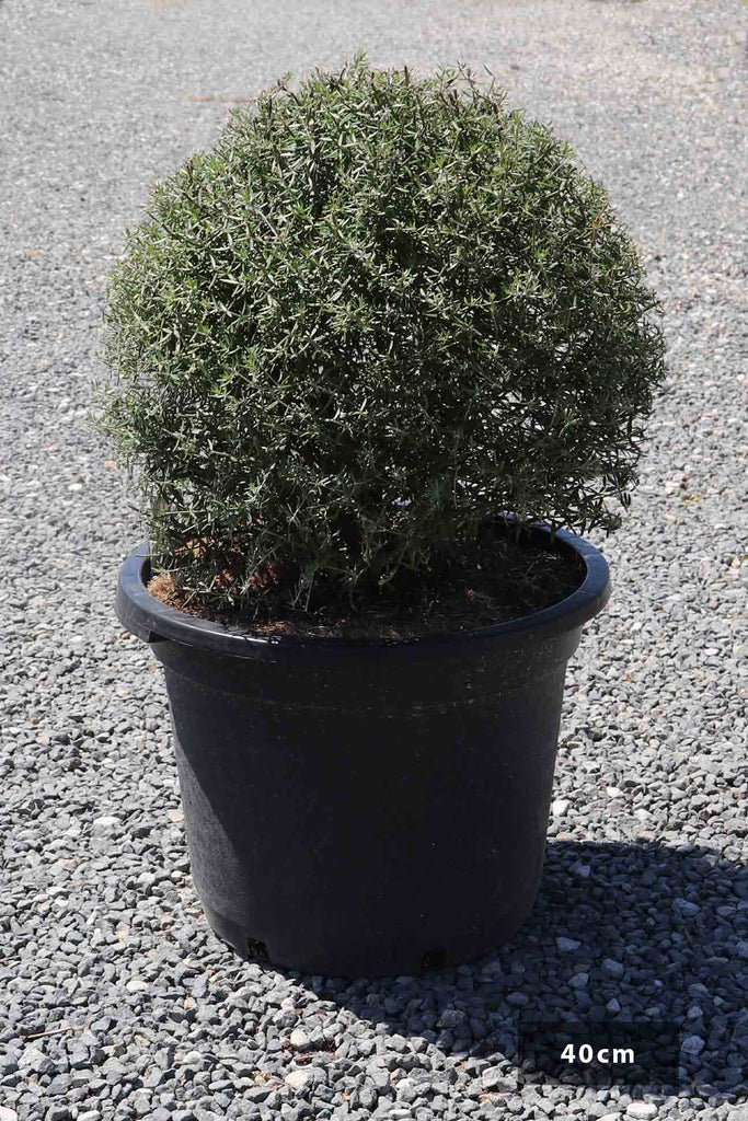 Westringia fruticosa Wynabbie Gem ball in a 40cm black pot