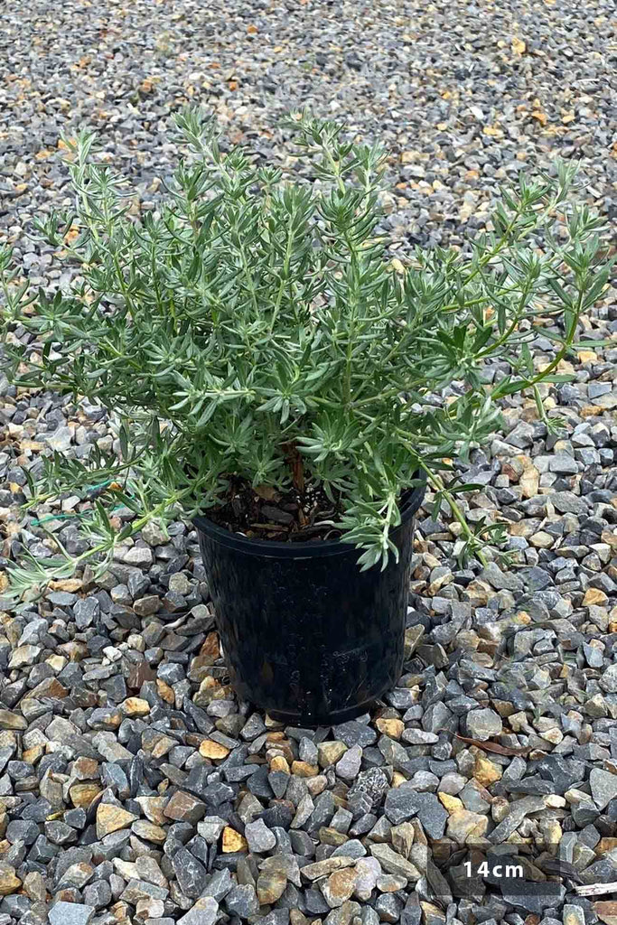 Westringia Low Horizon in 14cm pot.