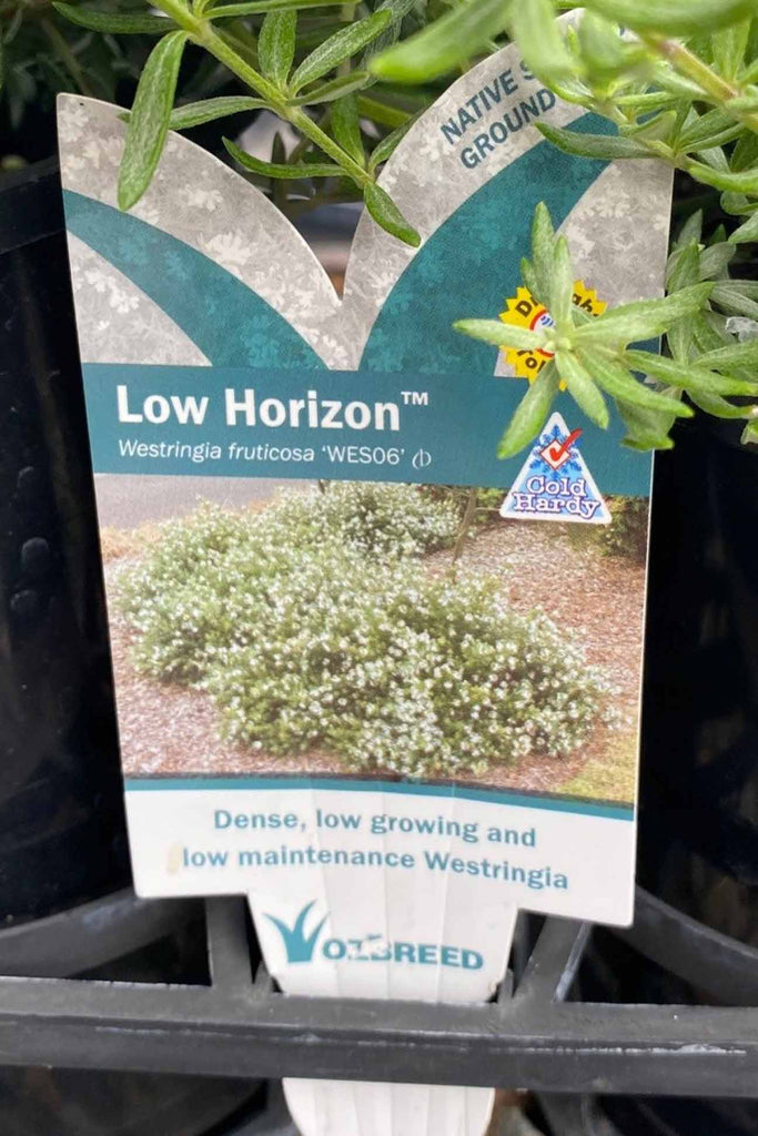 Westringia Low Horizon plant label.