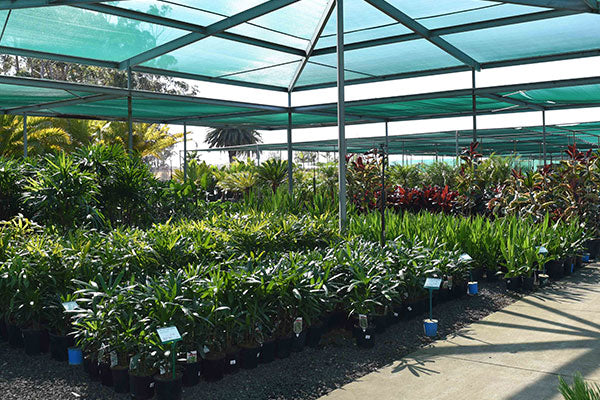 A selection of wholesale tropical plants for sale in the Trade Market at Dinsan Nursery, Dingley Village, Victoria.