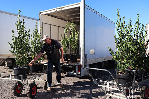 A photo of a happy customer loading the plants that he purchased from the Trade Market on site at Dinsan Nursery in Dingley Village, Victoria.