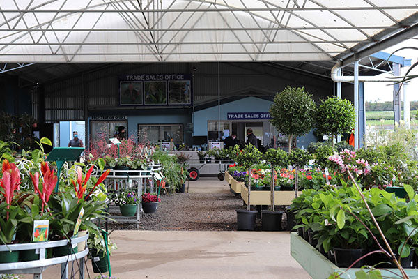 A photo of the point of sales area at Dinsan Nursery’s onsite Trade Market. This is where you will find the wholesale indoor plant range for sale.