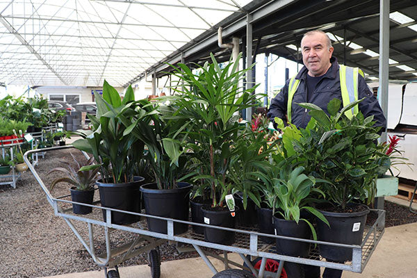 A happy customer purchasing wholesale plants for an upcoming landscape project from the Trade Market at Dinsan Nursery.
