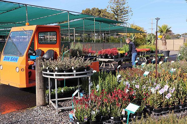 A staff member at Dinsan Nursery re-stocking the Trade Market with fresh wholesale plants.