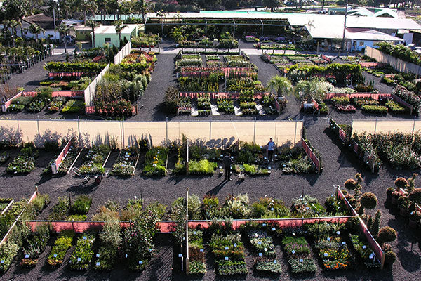 A birds-eye-view of the Trade Market at Dinsan Nursery where Wholesale nurseries and growers sell their quality plants.