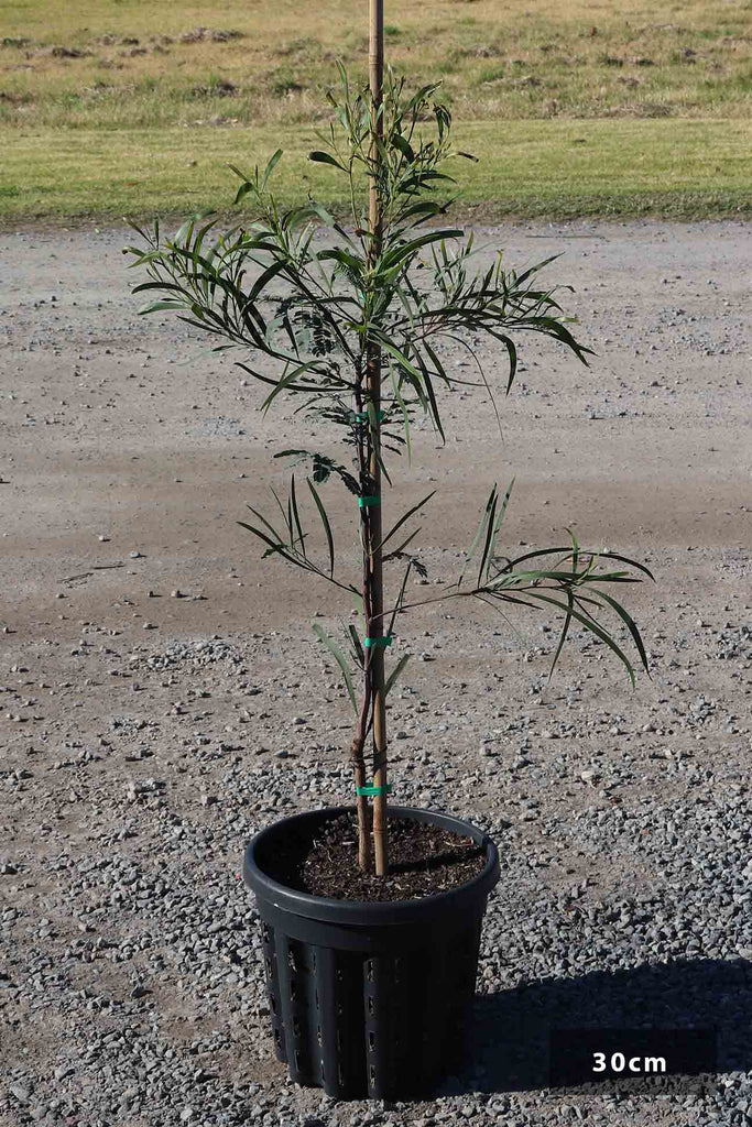 Acacia implexa in a 30cm pot