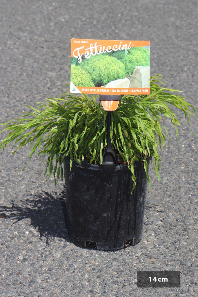 Acacia cognata Fettuccini in a 14cm black pot