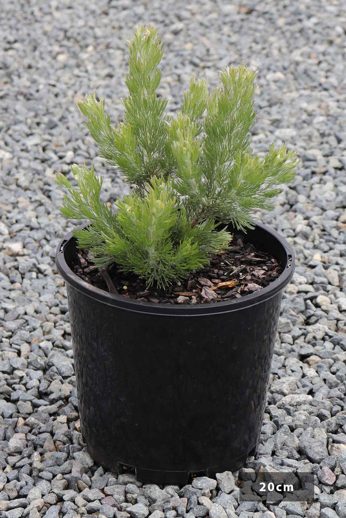 Adenanthos sericeus in a 20cm black pot