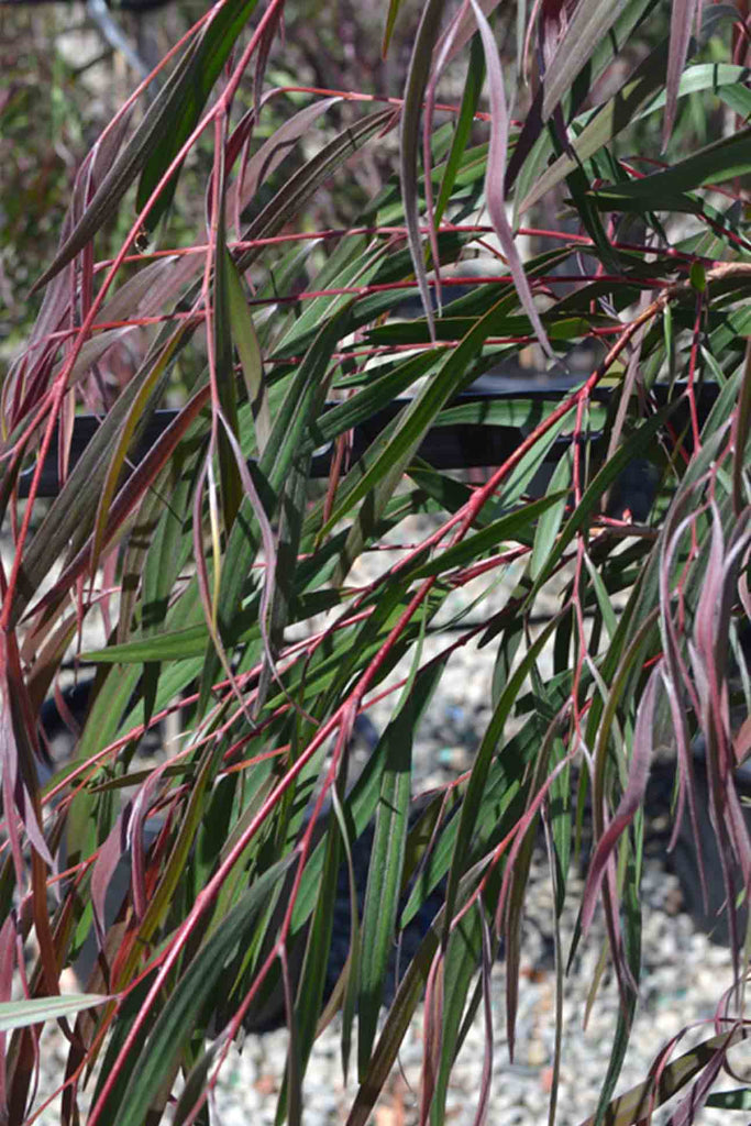 close up of the Agonis Flexuosa Burgundy red, purple and green foliage