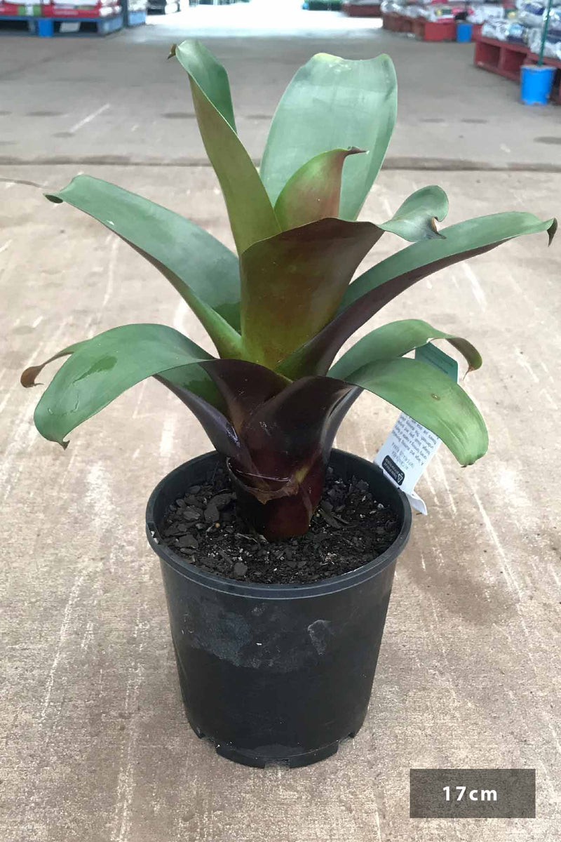 New patent. Silver Alcantera shops Imperialis bromeliad, 9” pot