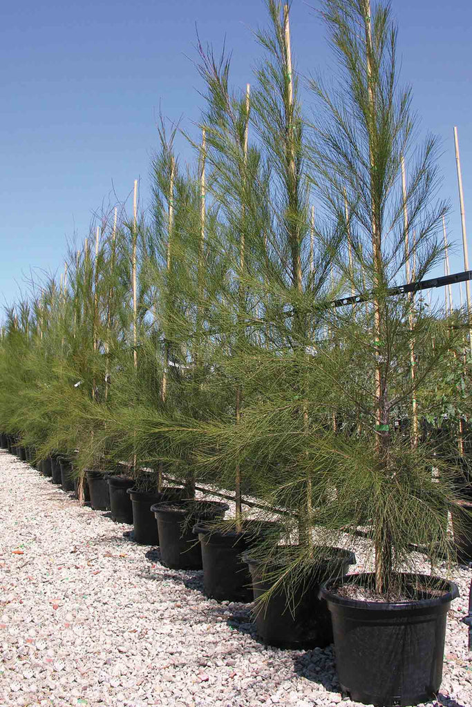 row of Allocasuarina Littoralis in black pots on the right side of image