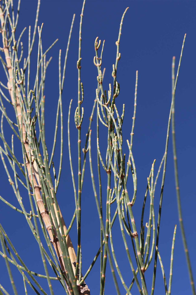A close up image of Allocasuarina Verticillata green foliage
