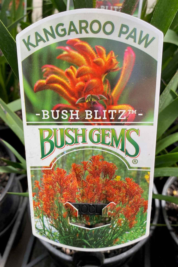 Anigozanthos Bush Blitz plant label