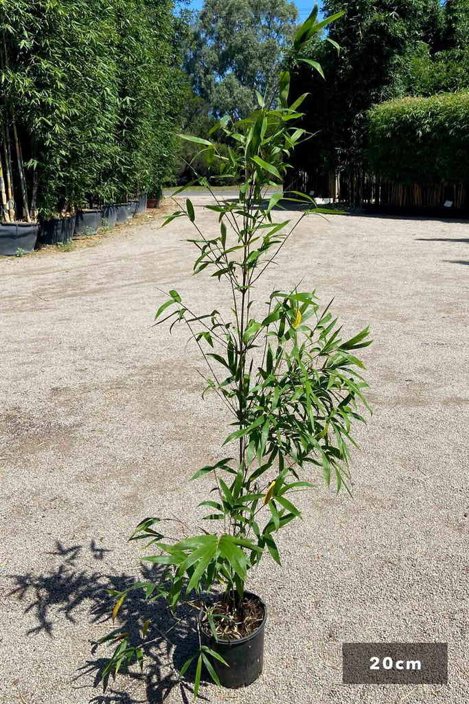 Bambusa textilis Gracilis in a 20cm black pot