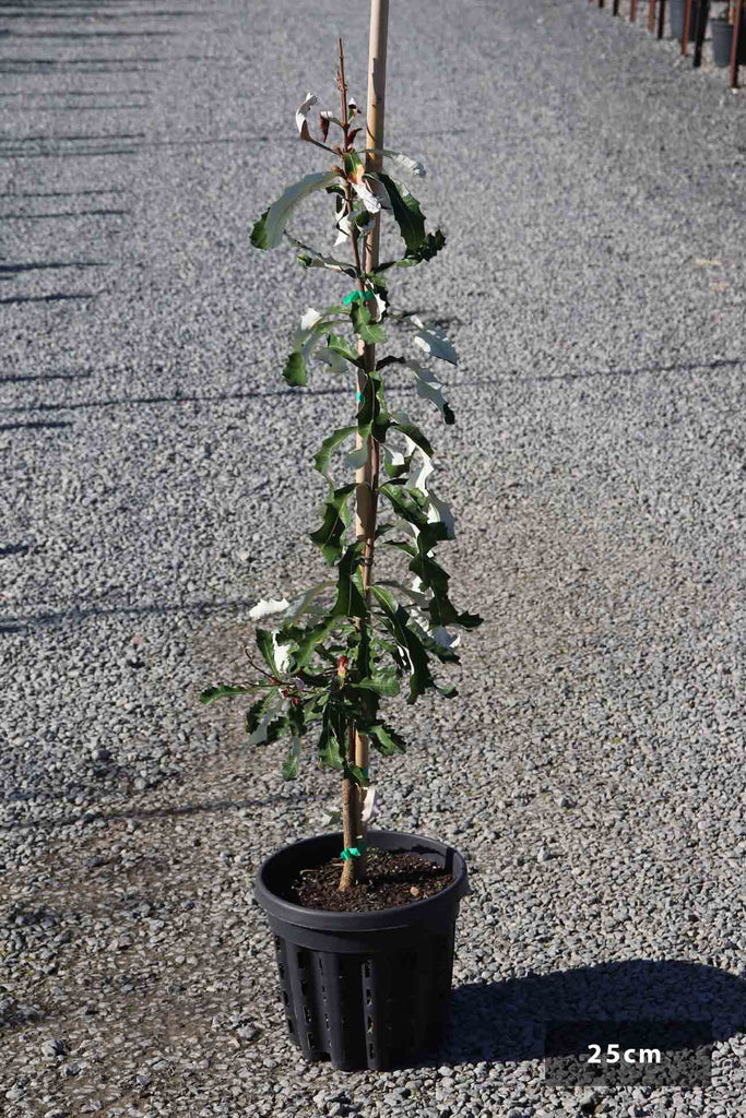 Banksia integrifolia in a 25cm black air pruned pot