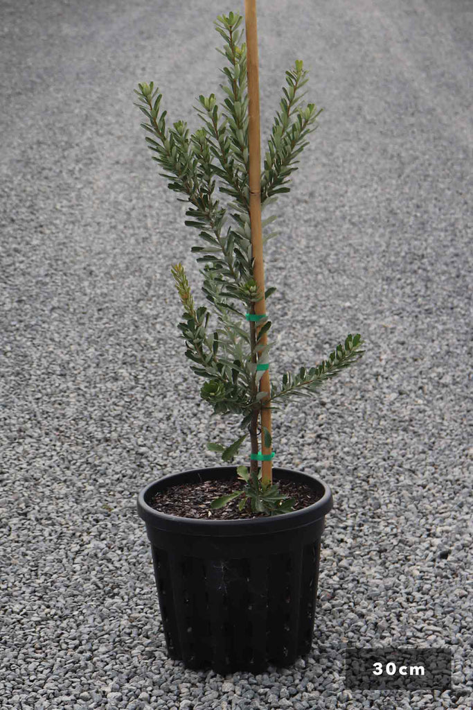 Banksia marginata in a 30cm black pot