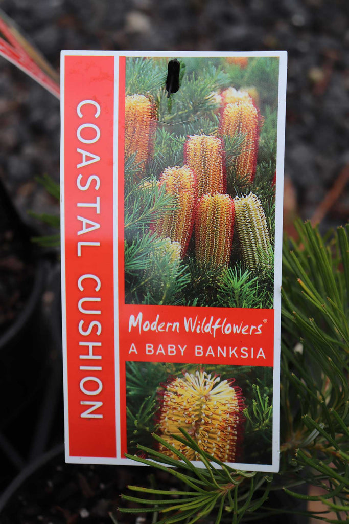 Banksia spinulosa 'Coastal Cushion' label