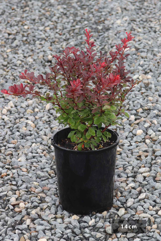Berberis thunbergii 'Little Favourite' in a 14cm pot
