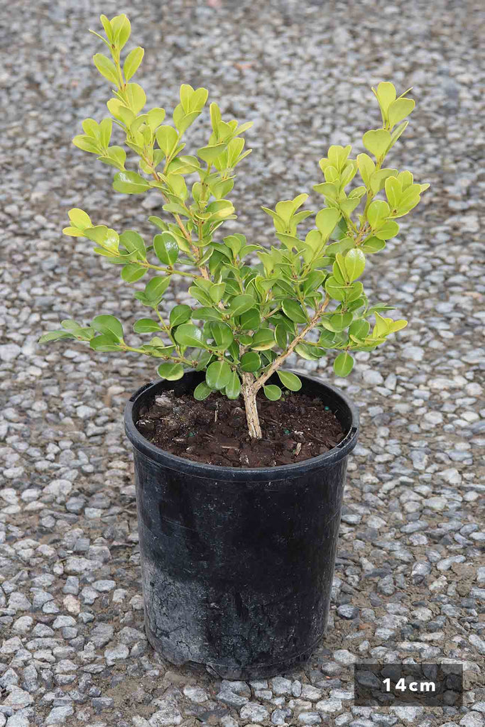 Buxus microphylla Japonica in a 14cm black pot
