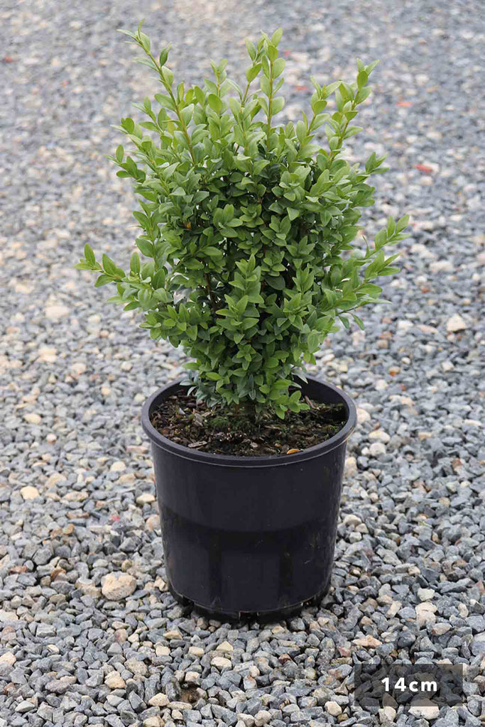 Buxus Sempervirens 14cm in black pot
