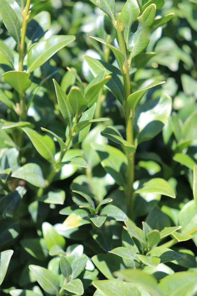 Buxus sempervirens rich green foliage