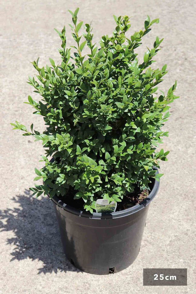 Buxus Sempervirens 25cm in black pot