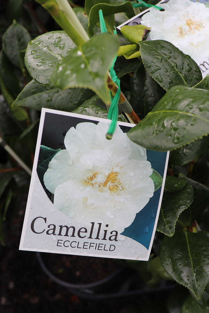 Camellia japonica 'Ecclefield' label