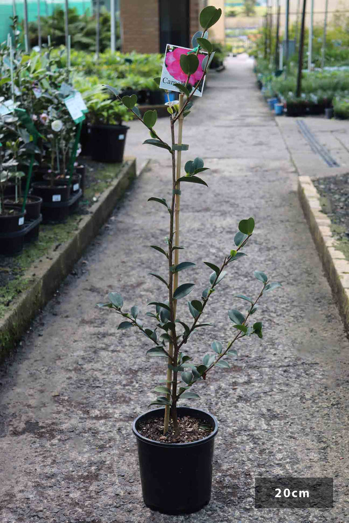 Camellia sasanqua 'Hiryu' in a 20cm black pot