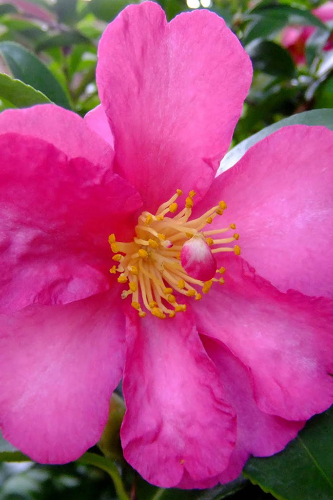 Camellia sasanqua Hiryu flower close up
