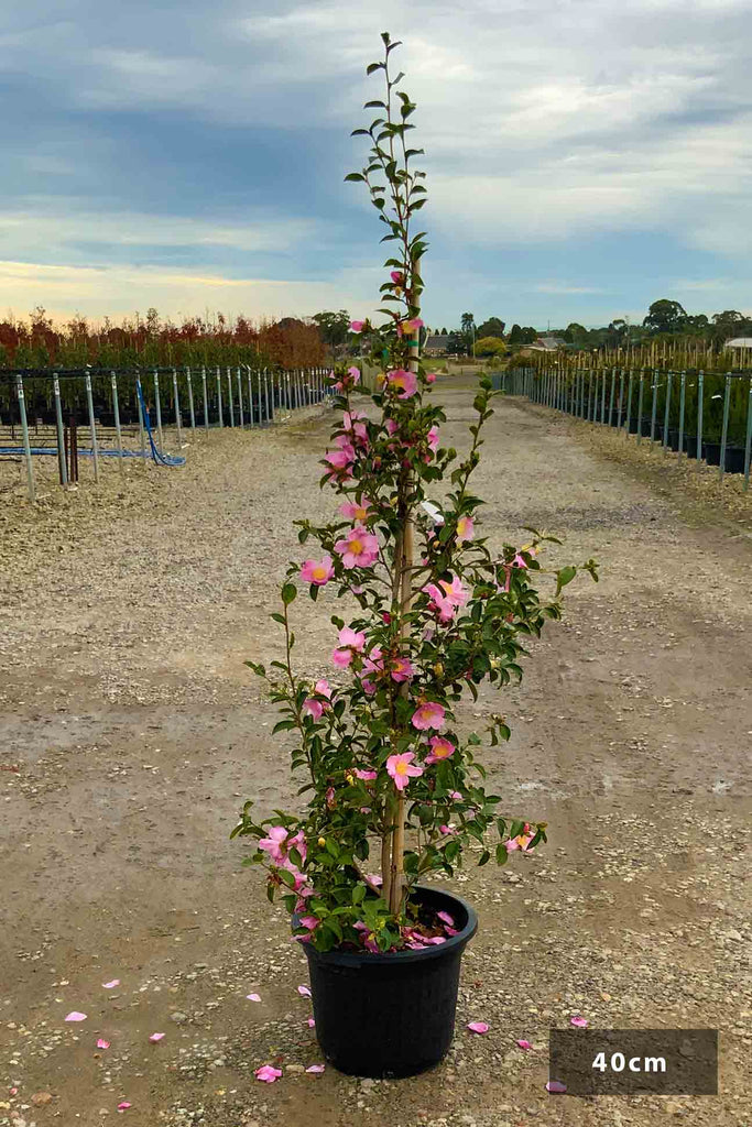 Camellia sasanqua Plantation Pink in a 40cm black pot
