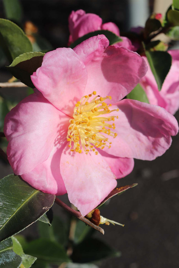 Camellia sasanqua Plantation Pink flower