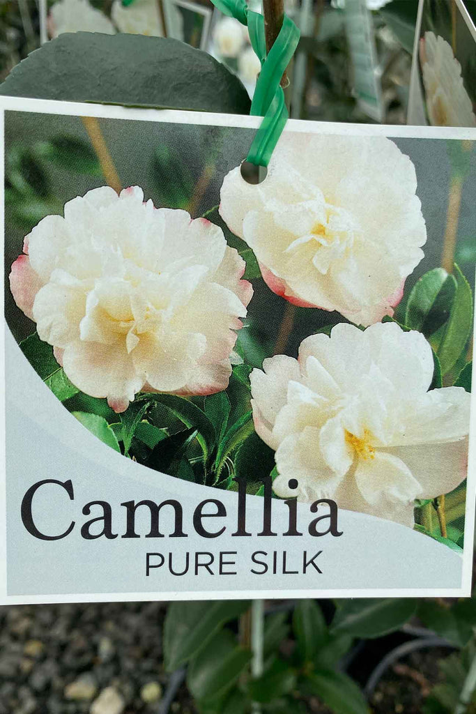 Camellia sasanqua 'Pure Silk' label