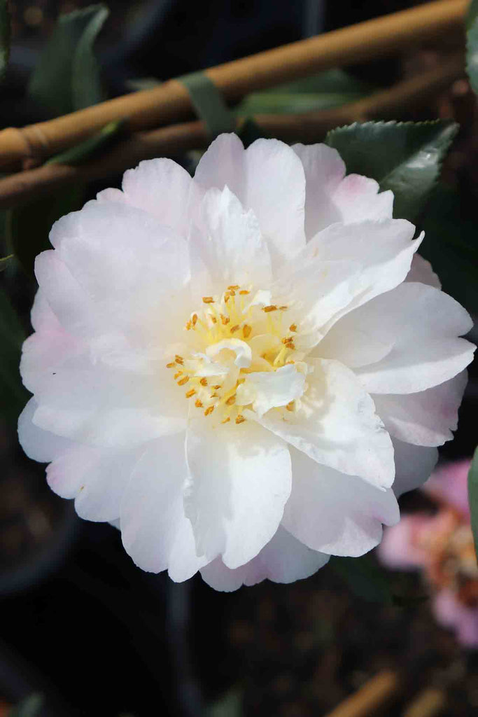 Camellia Sasanqua Star above star semi-double white and pink flower